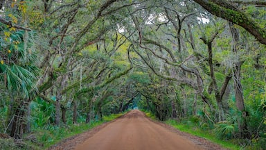 Tunnel of Oak trees