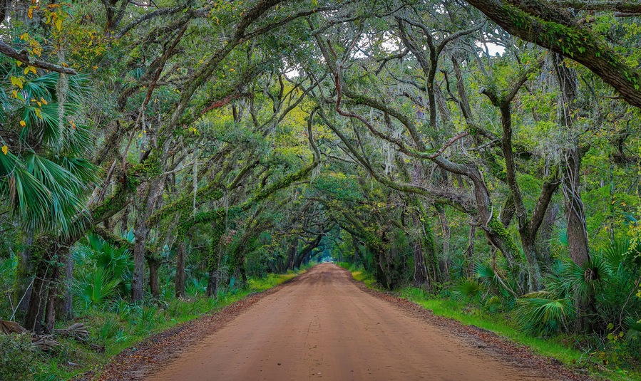 Tunnel of Oak trees