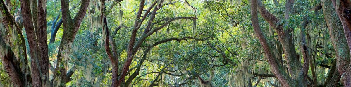 Hilton Head Island, South Carolina, USA, Sea Pines Plantation