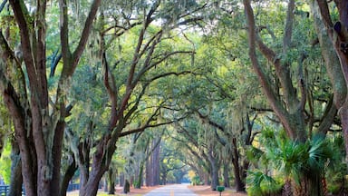 Hilton Head Island, South Carolina, USA, Sea Pines Plantation