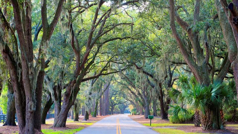 A road flanked by large trees with Spanish moss, a clear sky, and a green landscape.
