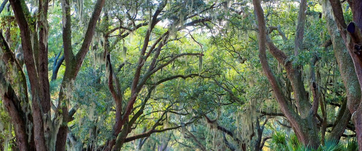 A road flanked by large trees with Spanish moss, a clear sky, and a green landscape.