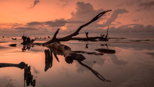 sunrise on a calm and empty beach with driftwood and reflections