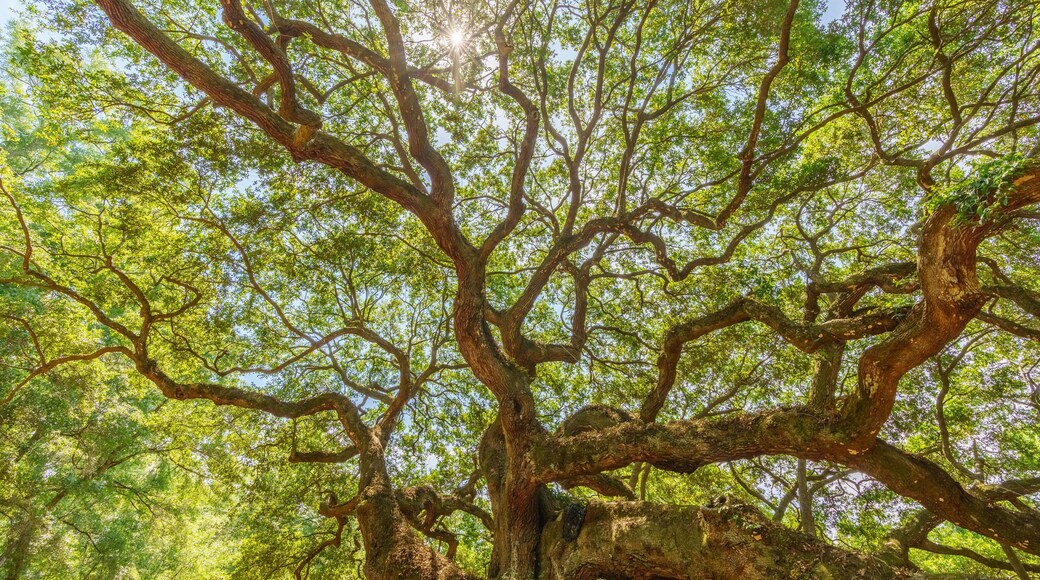the Branches of the Angel Oak Tree