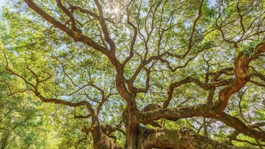 the Branches of the Angel Oak Tree