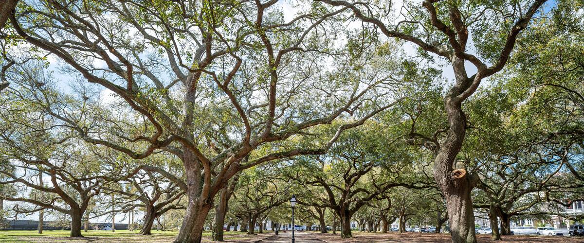 White Point Garden at the Battery in Charleston South Carolina with Southern Live Oak Trees.