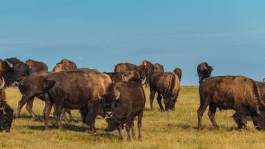 Badlands Bison