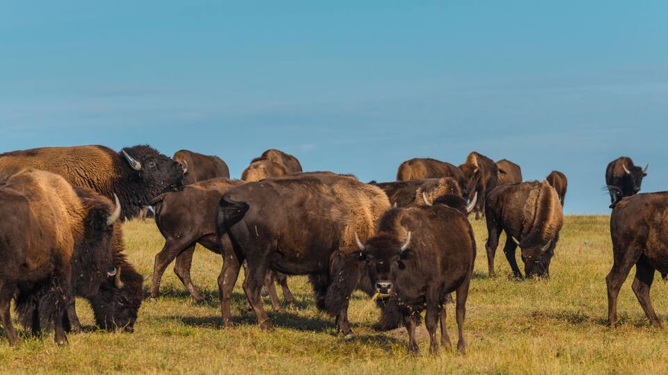 Badlands Bison