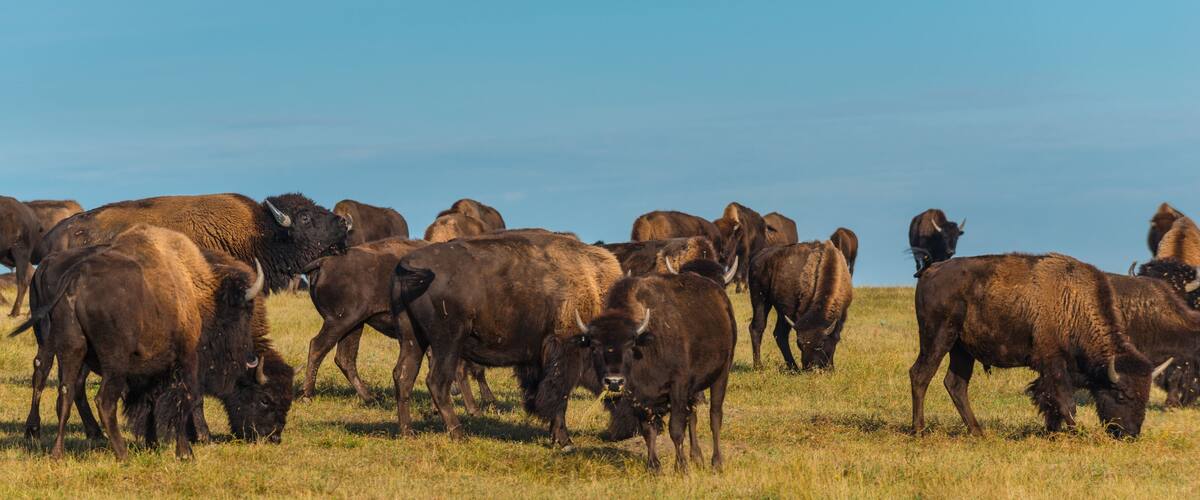 A herd of bison grazing in a grassy field.