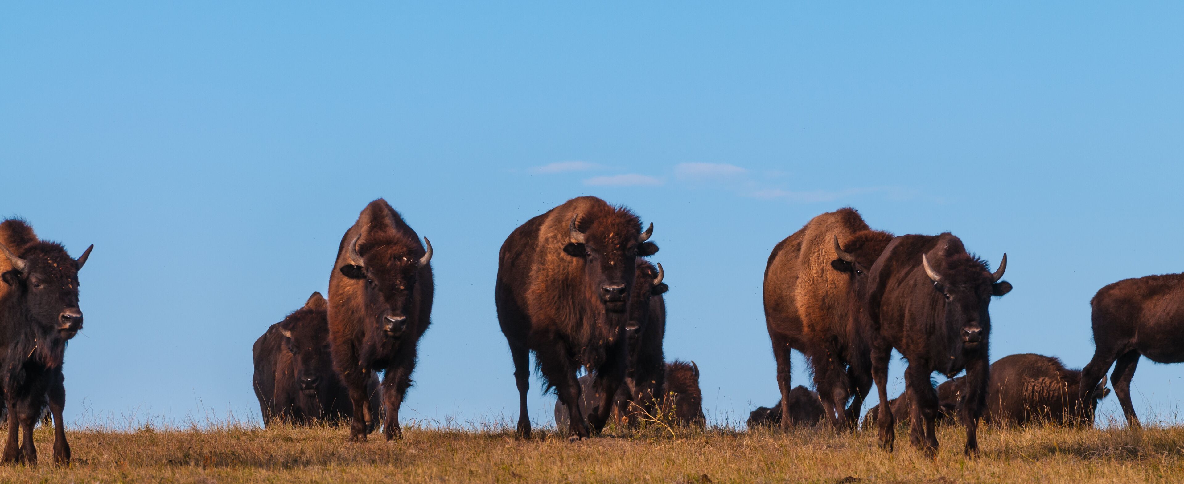 Badlands Bison Walking Towards the Camera Panoramic Horizontal