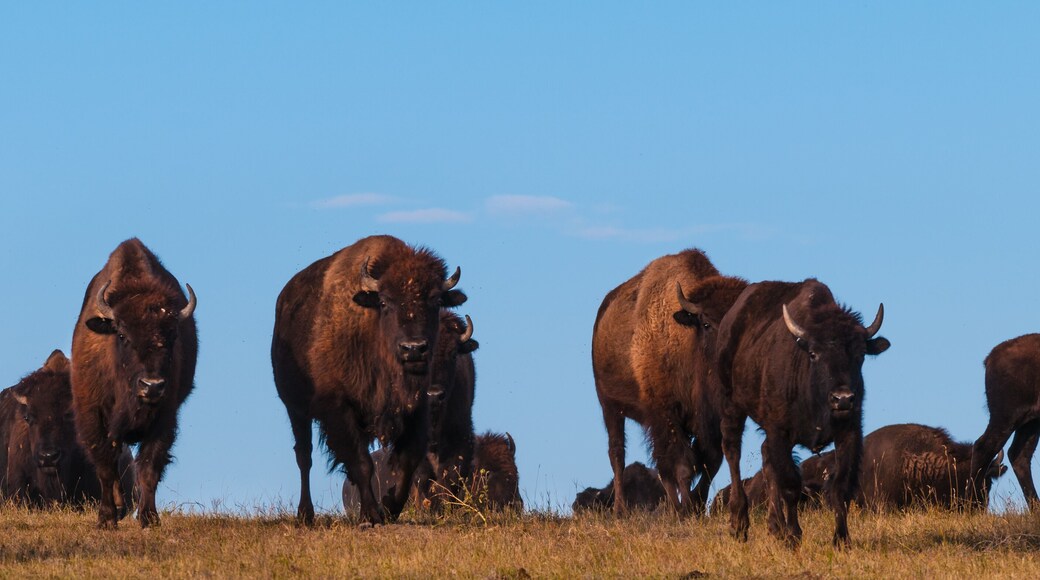 Badlands Bison Walking Towards the Camera Panoramic Horizontal