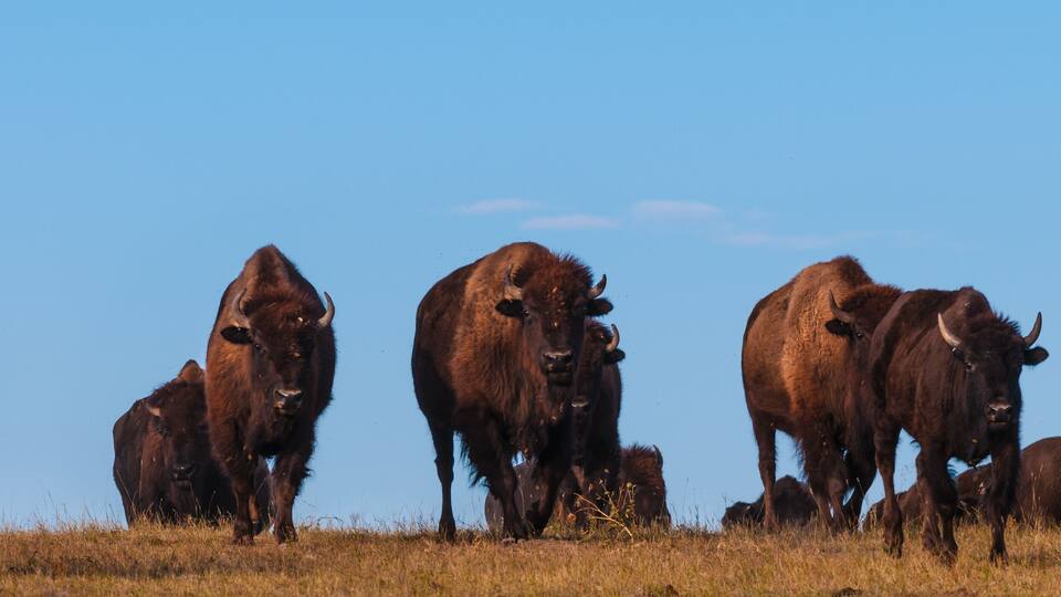 Badlands Bison Walking Towards the Camera Panoramic Horizontal