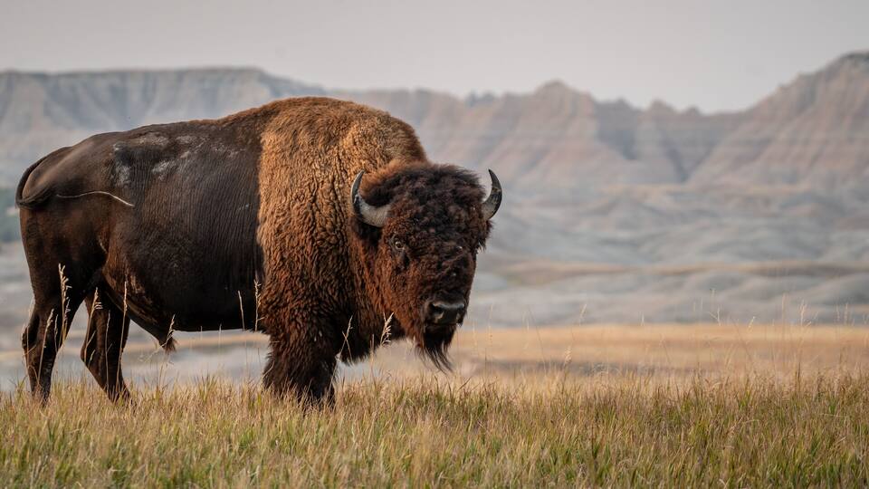 A bison in a grassy field with mountains in the background.
