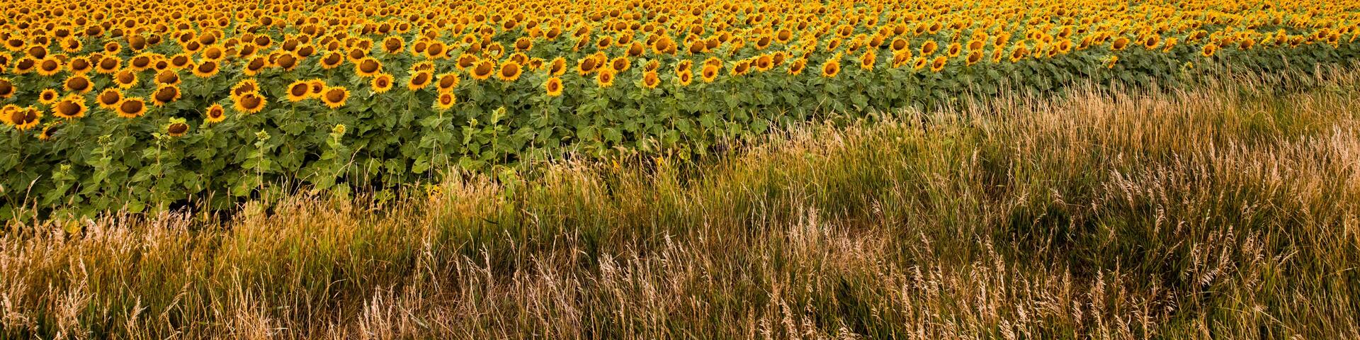 Sunflower field of South Dakota under a stormy sky