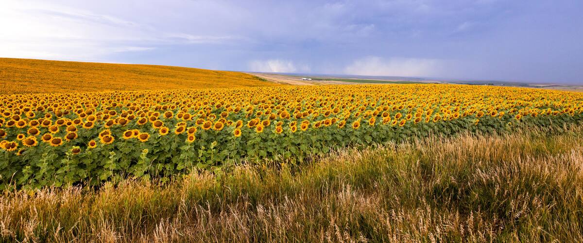 A sunflower field with a cloudy sky.