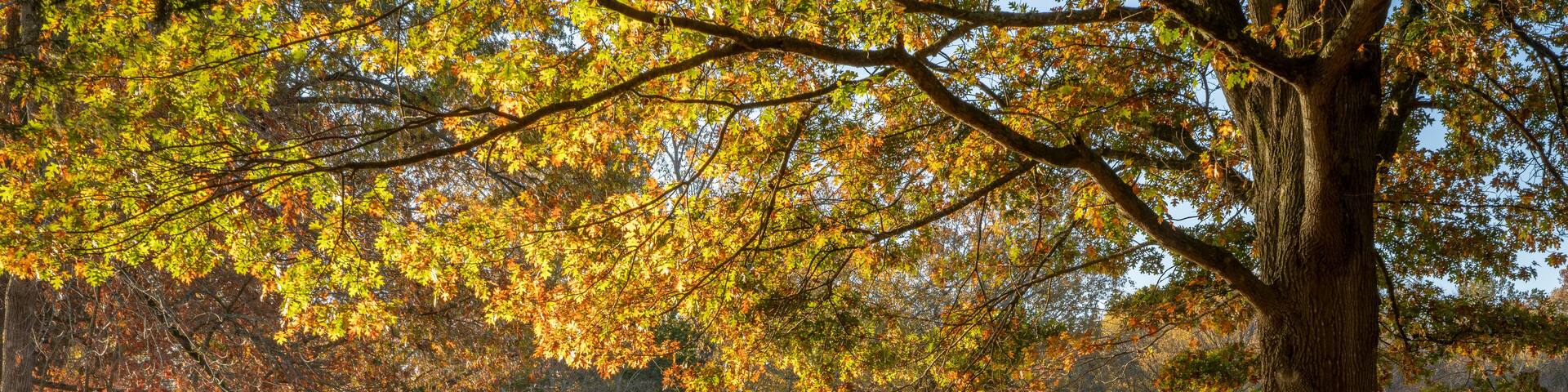late fall sunrise on a shore of the Tennessee River in Colbert Ferry Park, Natchez Trace National Parkway