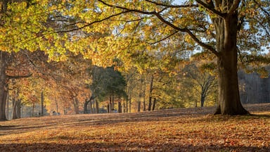 late fall sunrise on a shore of the Tennessee River in Colbert Ferry Park, Natchez Trace National Parkway