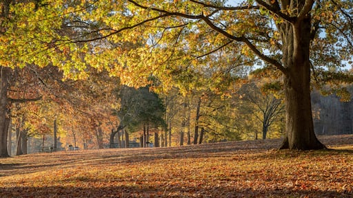 late fall sunrise on a shore of the Tennessee River in Colbert Ferry Park, Natchez Trace National Parkway