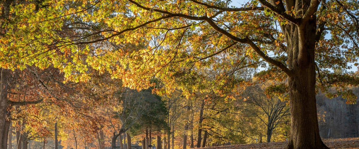 A park with autumn leaves, trees, and a bench.