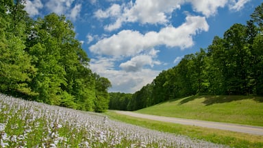 A road through a field of white flowers with green trees and a blue sky with clouds.