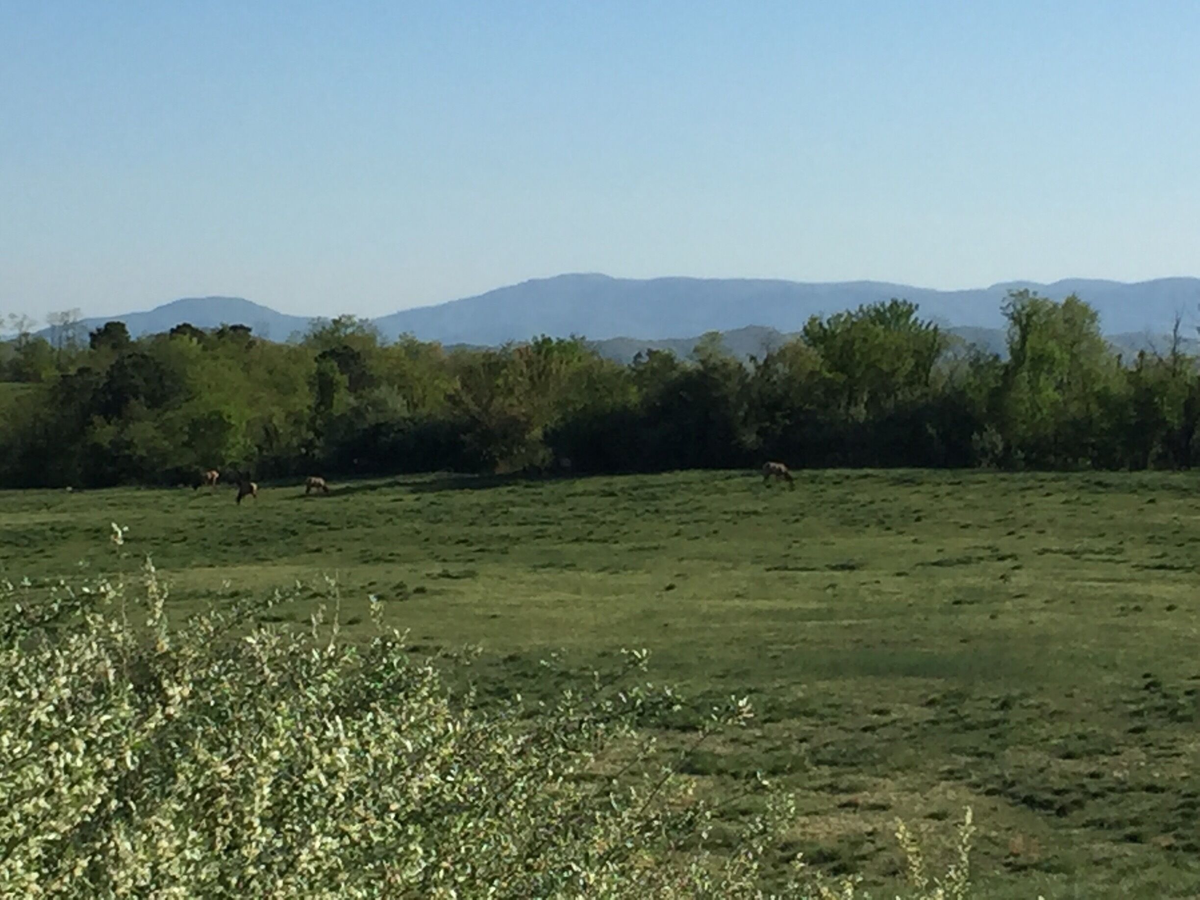 Hatfield Knob elk viewing area. 