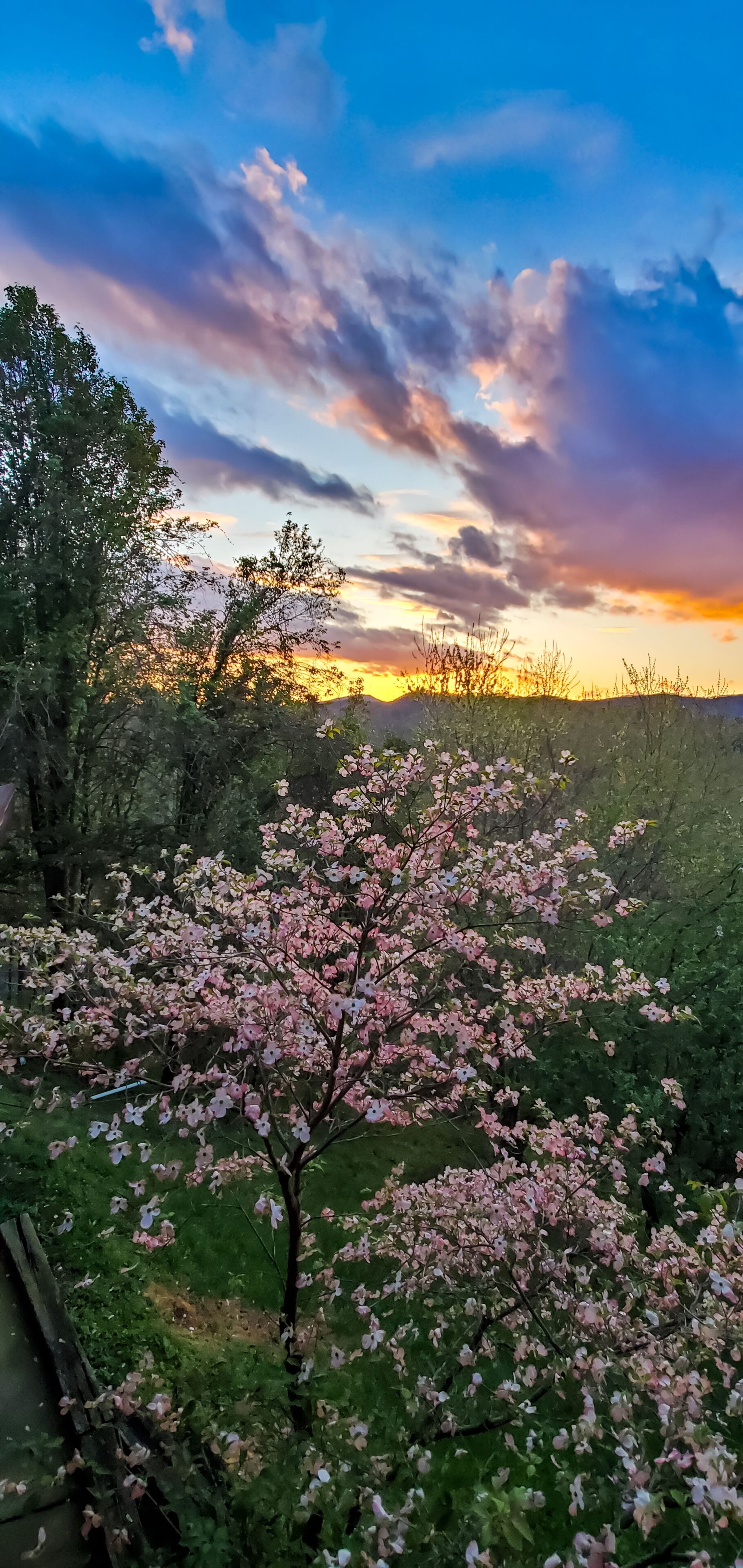 Un árbol de cerezos en flor con un atardecer de fondo.