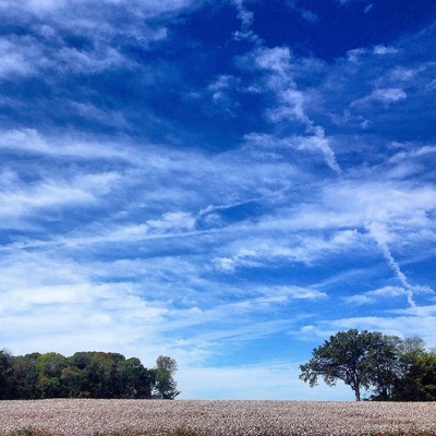View of some cotton fields located in West Tennessee. I love this state.
