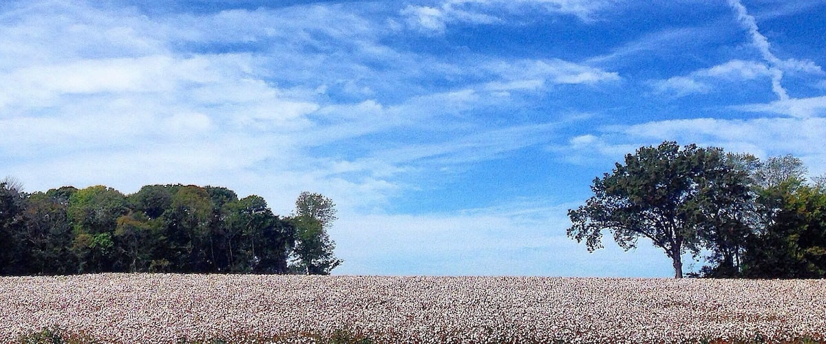 A field of cotton with a clear blue sky and scattered clouds.