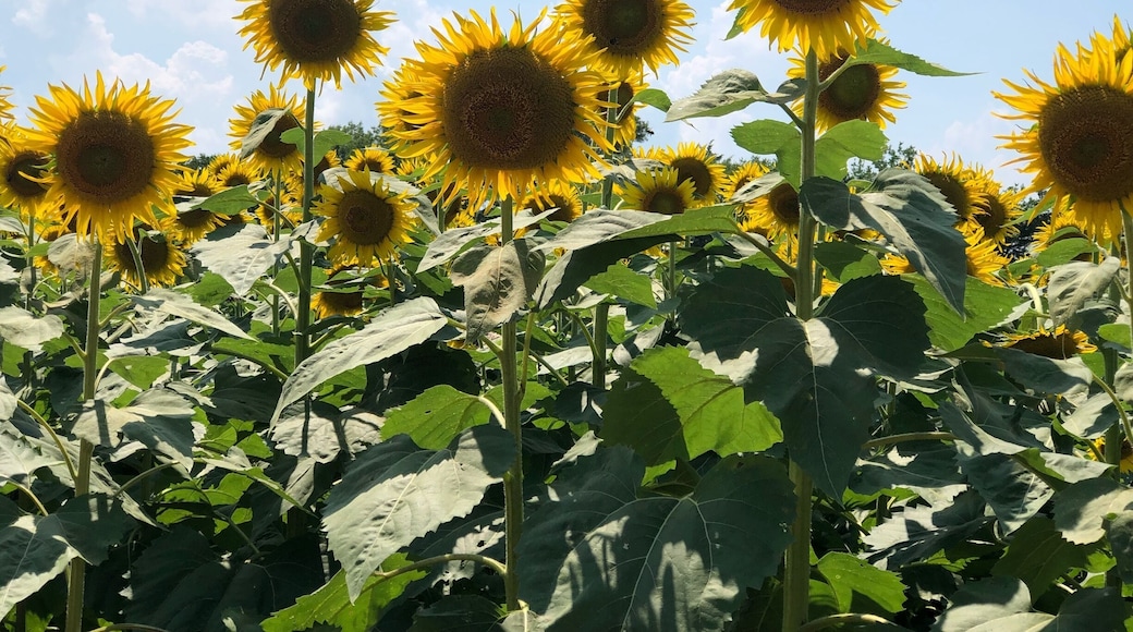 Beautiful field of sunflowers, a must visit!💛🌻
