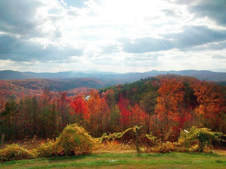 A forest with autumn foliage and distant mountains.