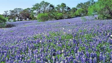 USA, Texas, Llano. The lush carpet of Texas bluebonnets is occasionally dotted with oak trees in Hill Country, Texas.
