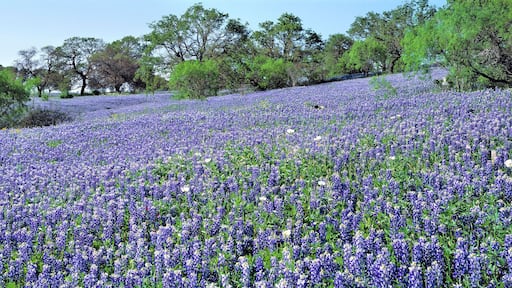 ブリッケンリッジ