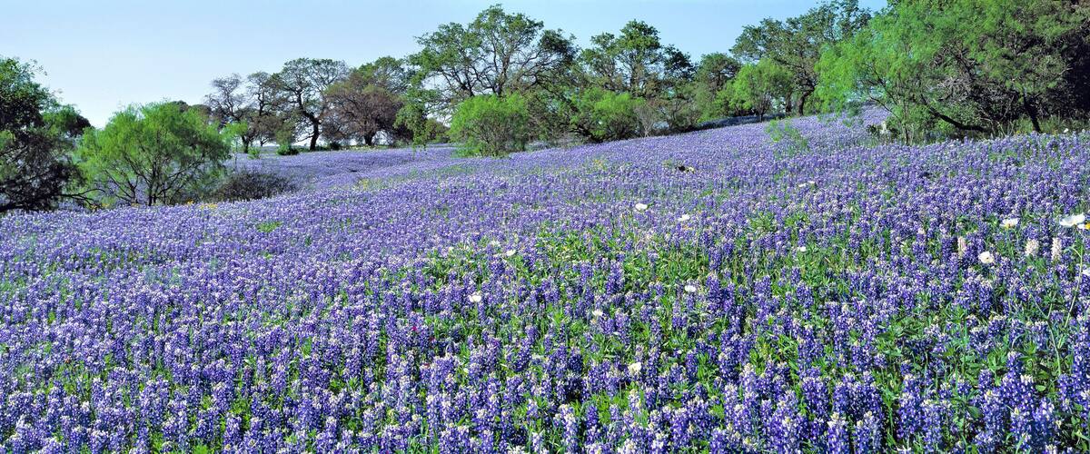 A field of purple flowers with trees in the background.