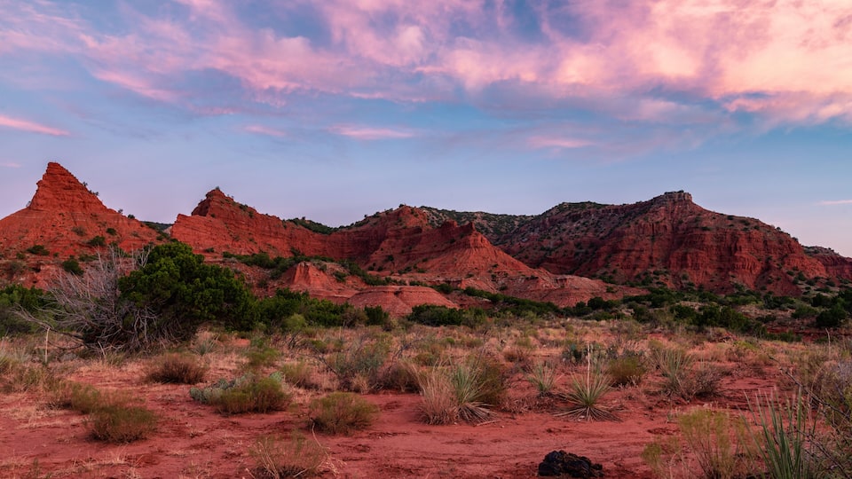 Bison Cow Pie in Caprock Canyon
