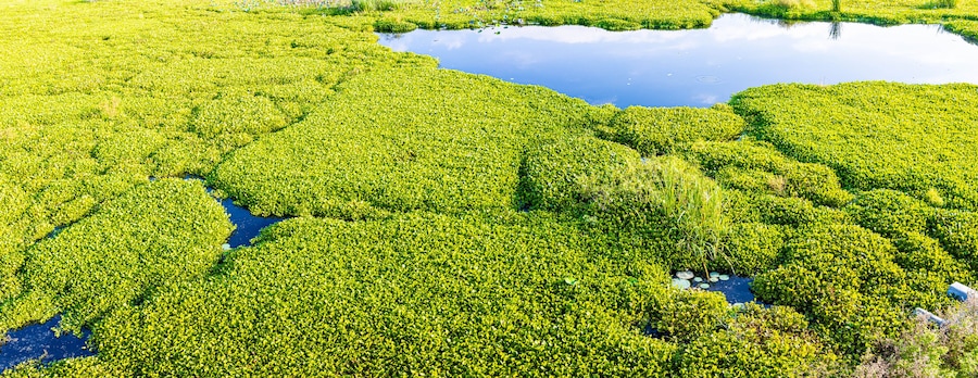 Small Trails Made By Alligators on The Water Hyacinth Choked Surface of Pilant Lake, Brazos Bend State Park, Texas, USA