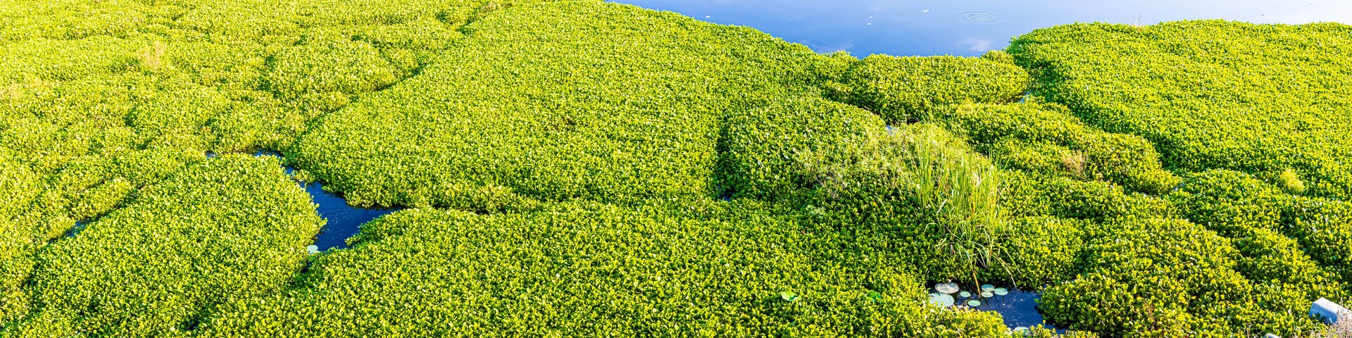Small Trails Made By Alligators on The Water Hyacinth Choked Surface of Pilant Lake, Brazos Bend State Park, Texas, USA