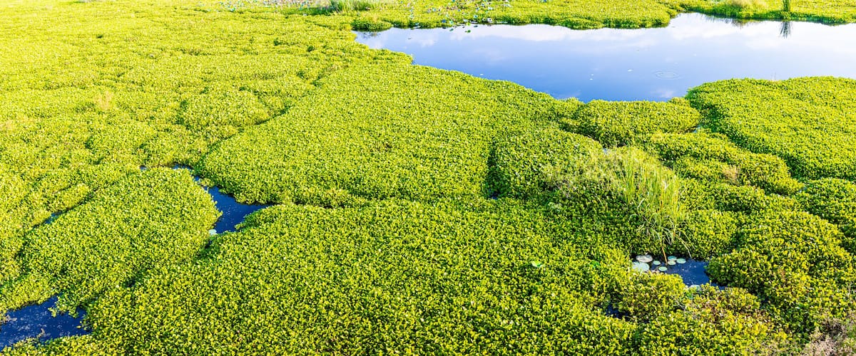 A lush green landscape with a large body of water surrounded by dense vegetation.