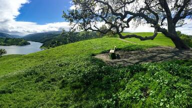 Panorama Park Bench Overlooking Reservoir with Oak Tree, Del Valle Regional Park, Livermore, California, green hills in winter