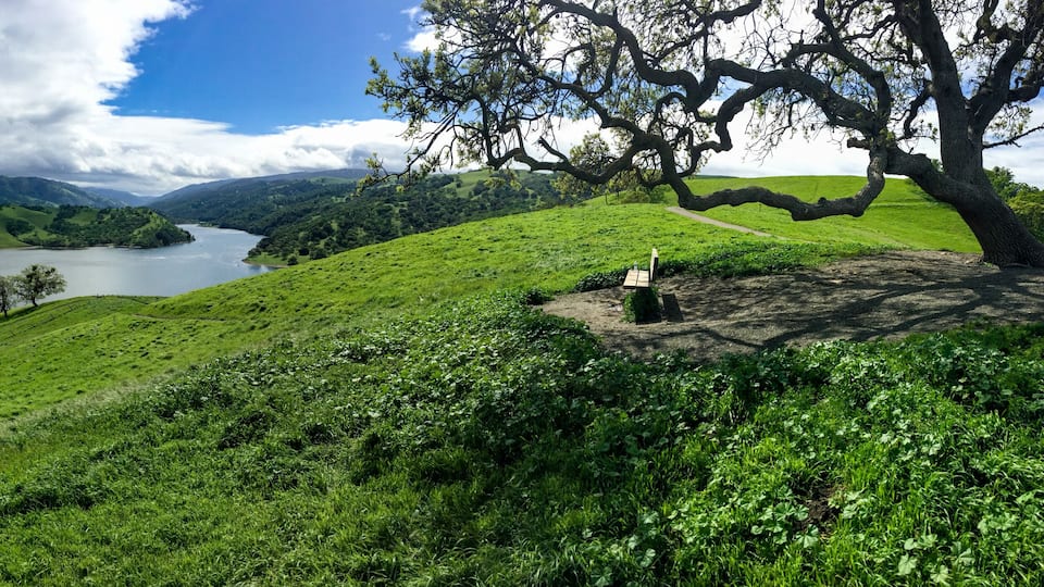 A lush green valley with a lake, rolling hills, and a large tree.