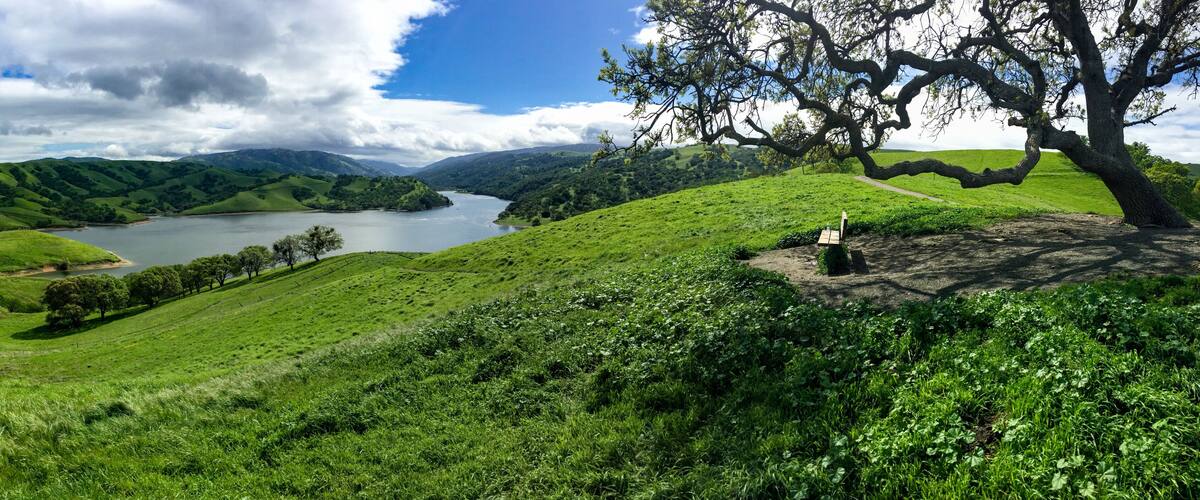 A lush green valley with a lake, rolling hills, and a large tree.