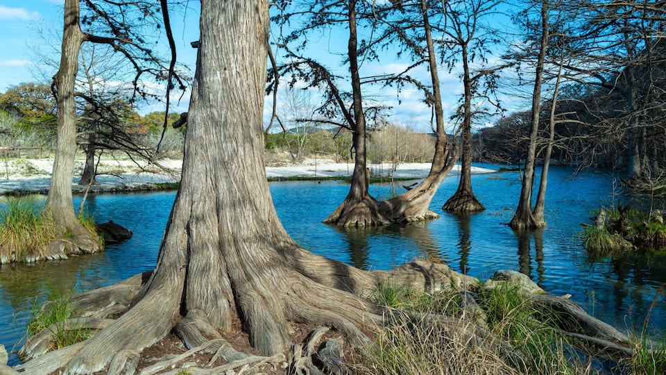 A river with trees in the water and a large tree trunk in the foreground.