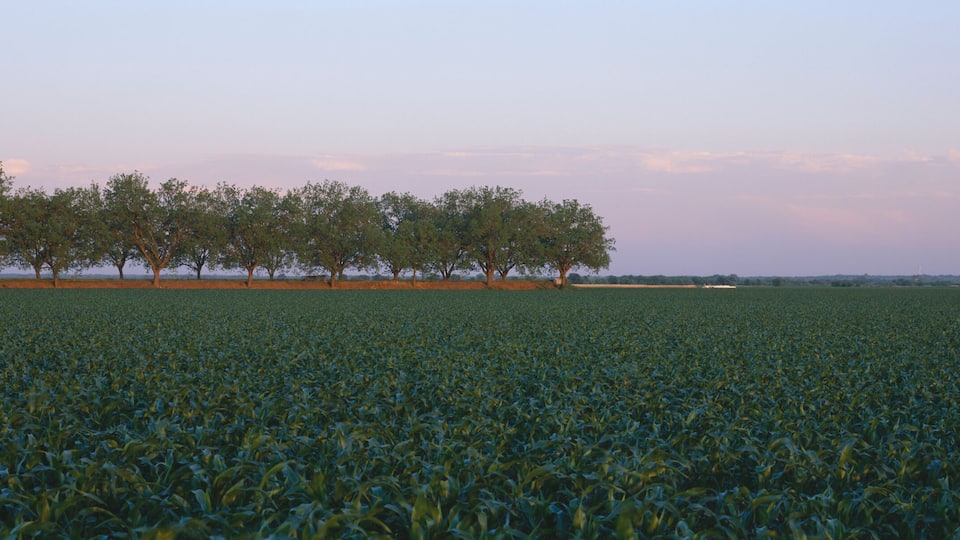 A vast field of crops with a line of trees in the distance.