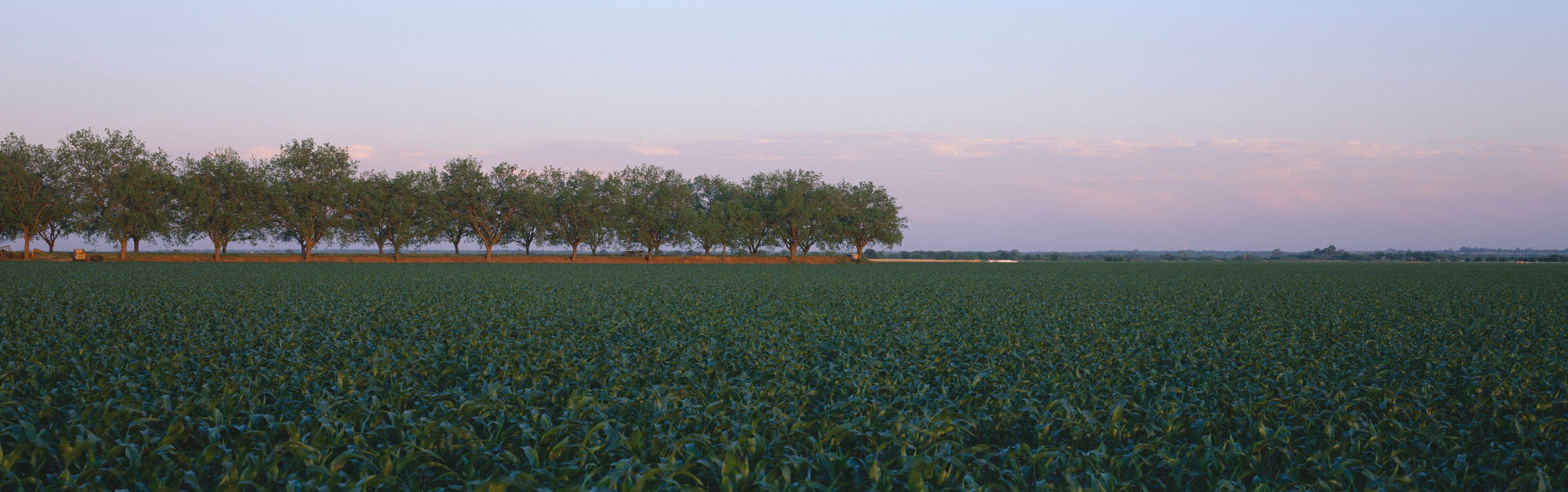 A vast field of crops with a line of trees in the distance.