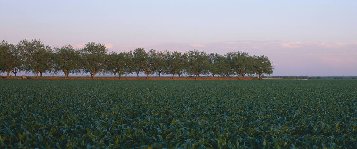 A vast field of crops with a line of trees in the distance.