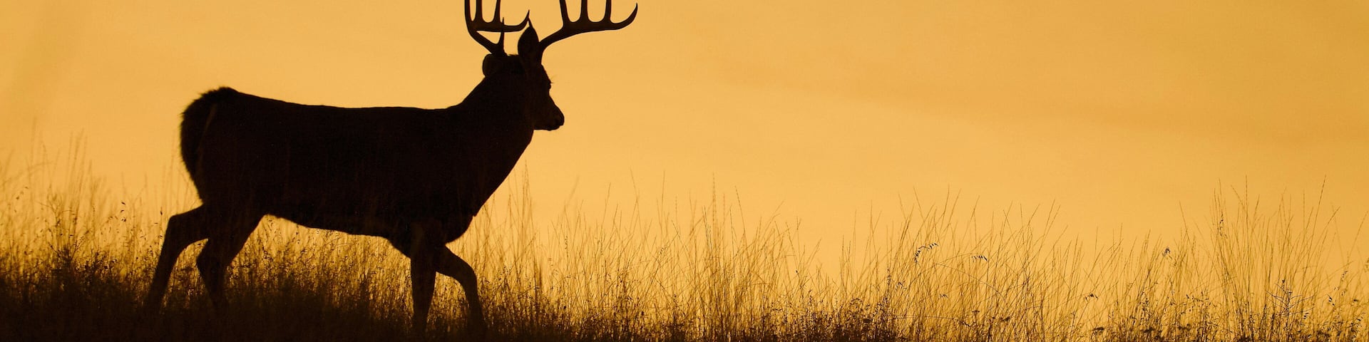 Silhouette of a Whitetail Deer Buck walking along a ridge top at sunset