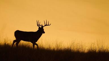 Silhouette of a Whitetail Deer Buck walking along a ridge top at sunset