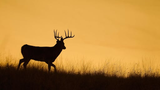 Silhouette of a Whitetail Deer Buck walking along a ridge top at sunset