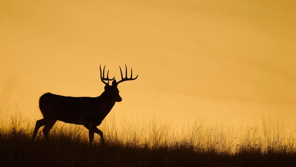 A deer silhouette against a sunset.