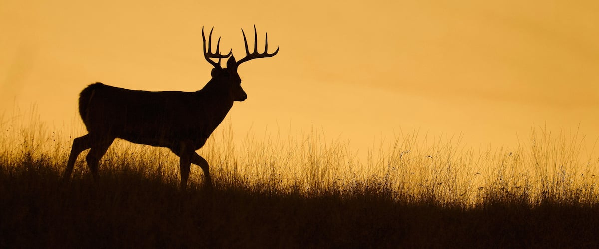 Silhouette of a Whitetail Deer Buck walking along a ridge top at sunset