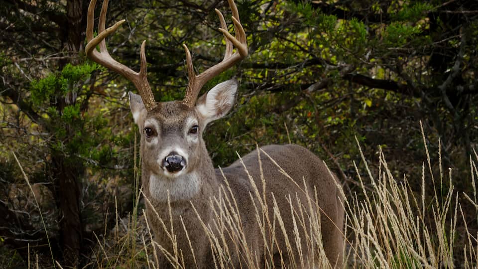 A deer with large antlers in a forested area with tall grass and trees.
